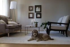 Hattara Teppich, Weiß -Heimtextilien Hattara white with dog